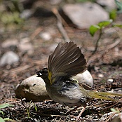 Olive Sparrow, Neals Lodge, Concan, Texas